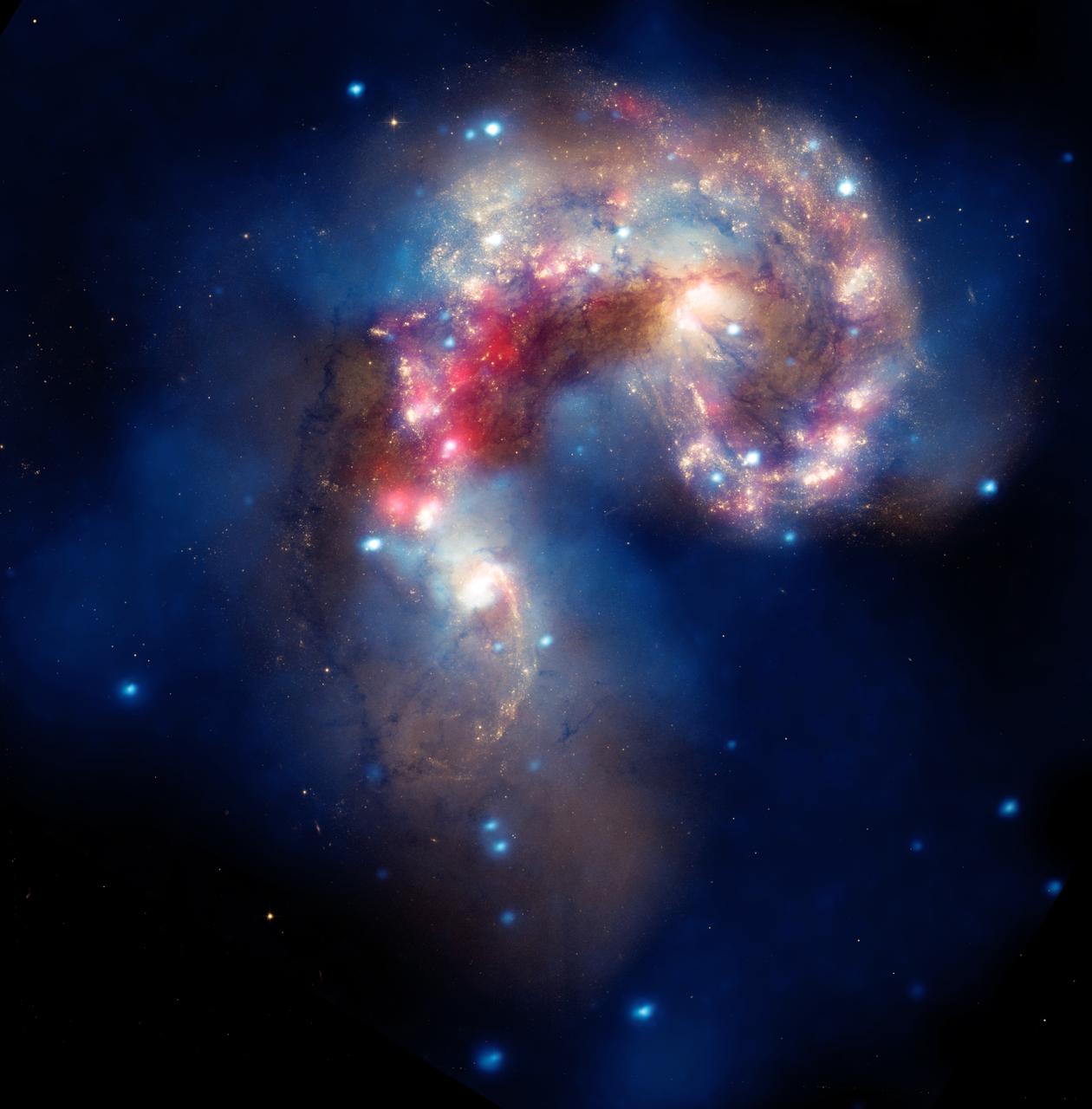 NASA image release August 5, 2010  A beautiful new image of two colliding galaxies has been released by NASA's Great Observatories. The Antennae galaxies, located about 62 million light-years from Earth, are shown in this composite image from the Chandra X-ray Observatory (blue), the Hubble Space Telescope (gold and brown), and the Spitzer Space Telescope (red). The Antennae galaxies take their name from the long antenna-like &quot;arms,&quot; seen in wide-angle views of the system. These features were produced by tidal forces generated in the collision.  The collision, which began more than 100 million years ago and is still occurring, has triggered the formation of millions of stars in clouds of dusts and gas in the galaxies. The most massive of these young stars have already sped through their evolution in a few million years and exploded as supernovas.  The X-ray image from Chandra shows huge clouds of hot, interstellar gas that have been injected with rich deposits of elements from supernova explosions. This enriched gas, which includes elements such as oxygen, iron, magnesium, and silicon, will be incorporated into new generations of stars and planets. The bright, point-like sources in the image are produced by material falling onto black holes and neutron stars that are remnants of the massive stars. Some of these black holes may have masses that are almost one hundred times that of the Sun.  The Spitzer data show infrared light from warm dust clouds that have been heated by newborn stars, with the brightest clouds lying in the overlapping region between the two galaxies. The Hubble data reveal old stars and star-forming regions in gold and white, while filaments of dust appear in brown. Many of the fainter objects in the optical image are clusters containing thousands of stars.  The Chandra image was taken in December 1999. The Spitzer image was taken in December 2003. The Hubble image was taken in July 2004, and February 2005.   Credit: NASA, ESA, SAO, CXC, JPL-Caltech, and STScI  Acknowledgment: G. Fabbiano and Z. Wang (Harvard-Smithsonian CfA), and B. Whitmore (STScI)